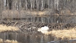 Каргаева