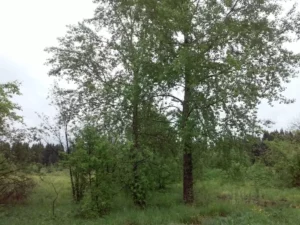 Вавилова
