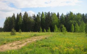 Маркова