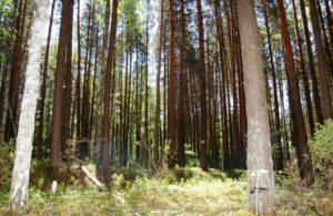 Гомзикова
