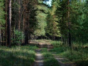 Заборская