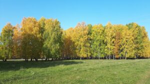 Калиновка