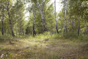 Сары